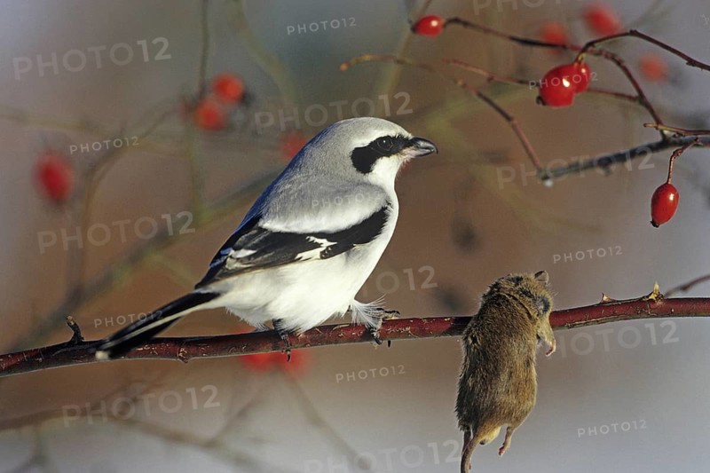 Animal Animals Bird Birds Prey Mouse eats Laniidae (Lanius excubitor) Shrike Great Grey Shrike Germany, Federal Republic of Germany