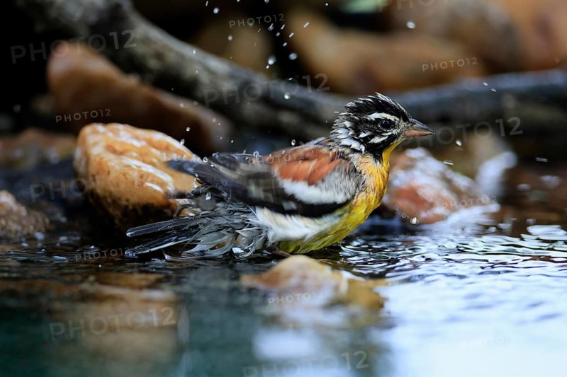 Yellow-bellied Bunting (Emberiza flaviventris), adult male, by the water, bathing, Kruger National Park, South Africa