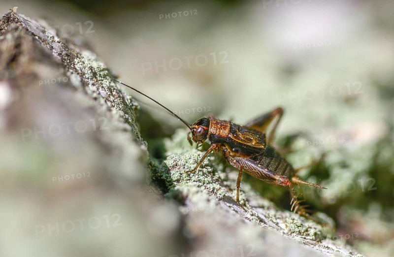 Nemobius sylvestris, forest crickets, ensifera, crickets, grasshoppers, insects, insects, long-feeler scares, wood cricket