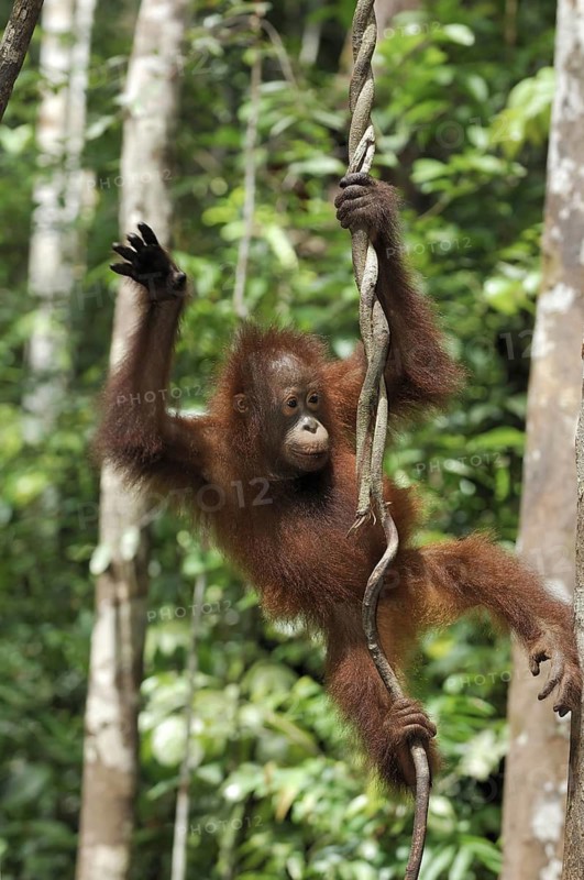 Animals, Mammals, Orangutan (Pongo pygmaeus), Juvenile, Tanjung Puting National Park, Borneo, Indonesia
