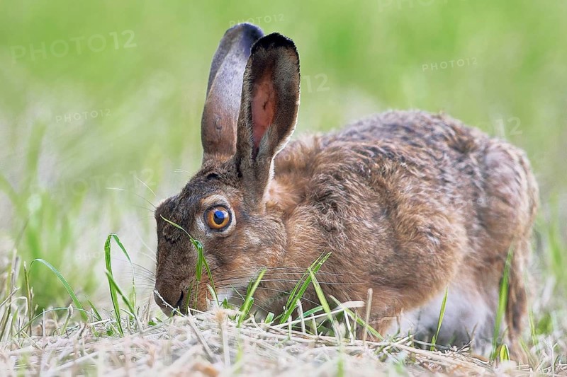 Hare in meadow - Lepus europaeus