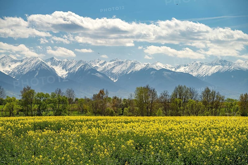 Blooming rapeseed field off the snow-covered Carpathian Mountains in Transylvania, Romania