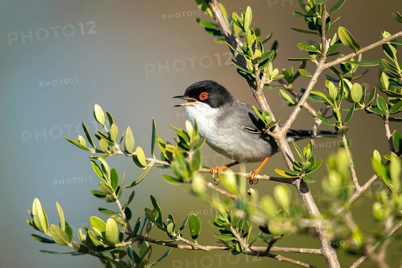 Granelli, Italy, Pantani Cuba and Longarini, velvet warbler, Sardinian warbler, Sylvia melanocephala, migratory bird sanctuary, Pantani Cuba & Longarini migratory bird sanctuary, birds, song, Italy, male, passeri, singing, songbirds, Sicily, songbirds, foundation pro biodiversity, birds