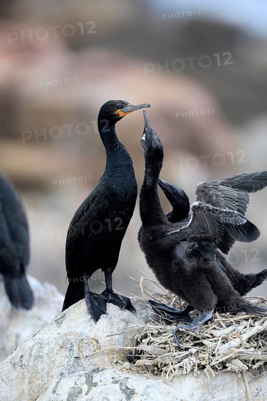 Cape cormorant (Phalacrocorax capensis), adult, two chicks, begging, nest, on rocks, Betty's Bay, Stony Point Nature Reserve, Western Cape, South Africa