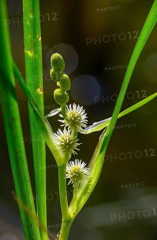Upright hedgehog flask, sparganium erectum, branched bur-reed, flora, high size, portrait, hedgehog flask, plants, simplestem bur-reed, branched hedgehog flask