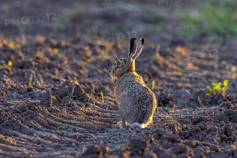 European Hare Lepus europaeus, adult hare, Schleswig-Holstein, Germany