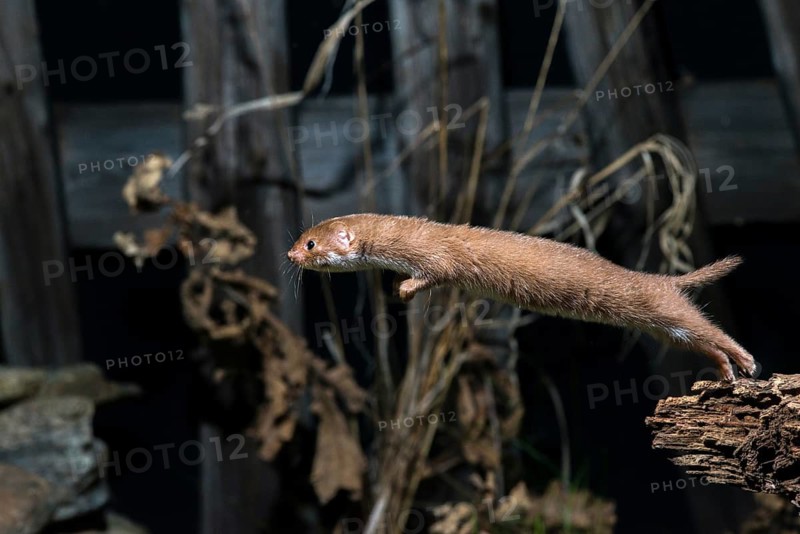 Carnivora, least weasel, mouse weasel, mustela nivalis, predators, bolt, mammals, raptors, jump, mammals