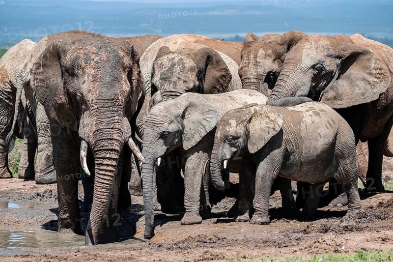 Herd of African elephants (Loxodonta africana), Addo Elephant National Park, Eastern Cape, South Africa