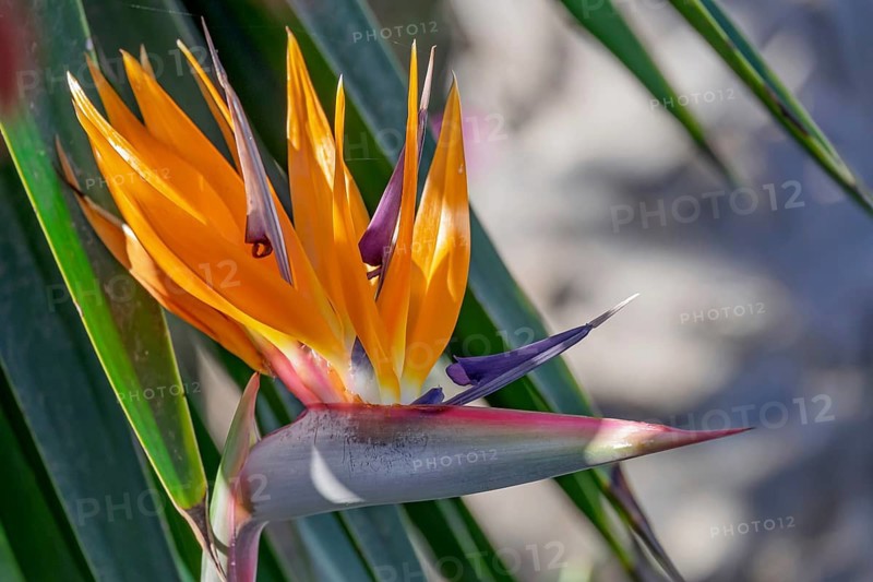 Bird-of-paradise flower (Strelitzia reginae), Tenerife, Canary Islands, Spain