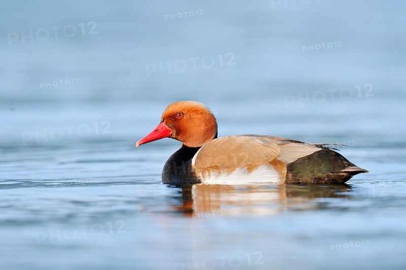 Red-crested Pochard (Netta rufina), a drake swimming on Lake Constance, Baden-Württemberg, Germany