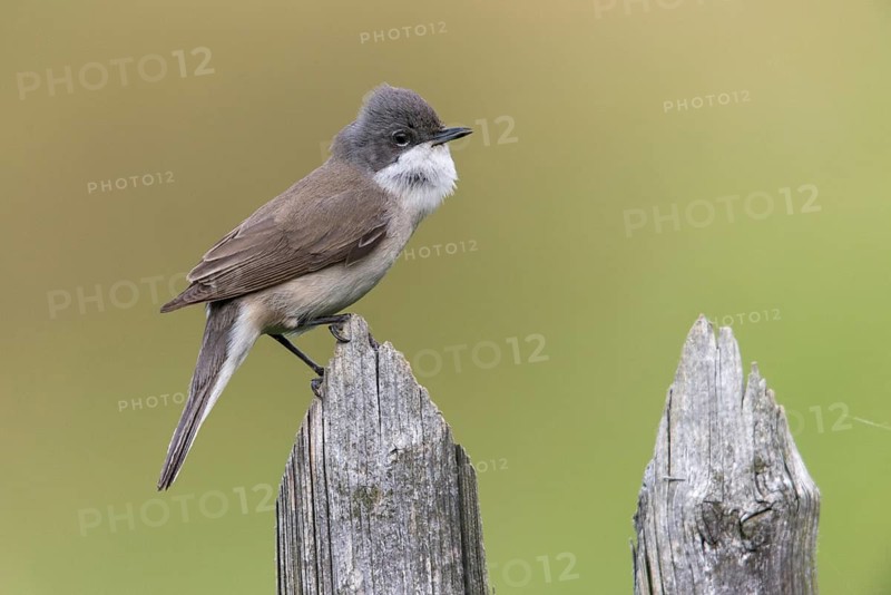 Rattleswarbler, Lesser Whitethroat, Sylvia Curruca, Birds, Garden, Garden Fence, Song, Passeri, Singing, Songbirds, Birds, Warbler