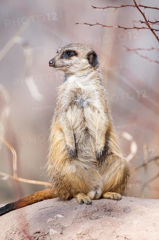 Meerkat (Suricata suricatta) standing sweet and curious in the desert, captive, occurrence Africa