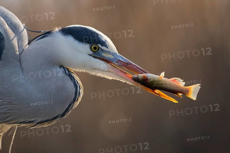 Grey Heron (Ardea cinerea) with fish prey in beak, Pusztaszer, Hungary