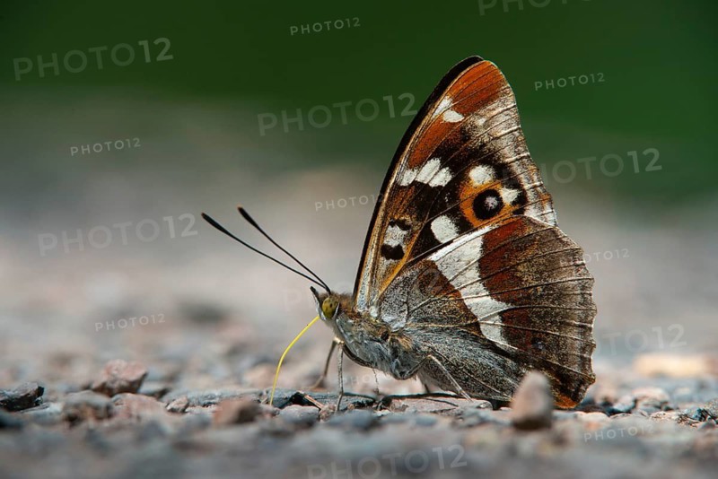 Apatura Iris, Large Schiller Butterfly, Purple Emperor, Butterfly, Insects, Butterfly, Butterflies
