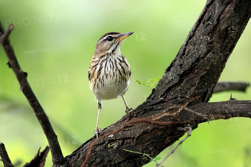 White-browed Warbler (Cercotrichas leucophrys), White-browed Bush Redstart, adult, alert, tree trunk, branch, Kruger National Park, Limpopo Province, South Africa