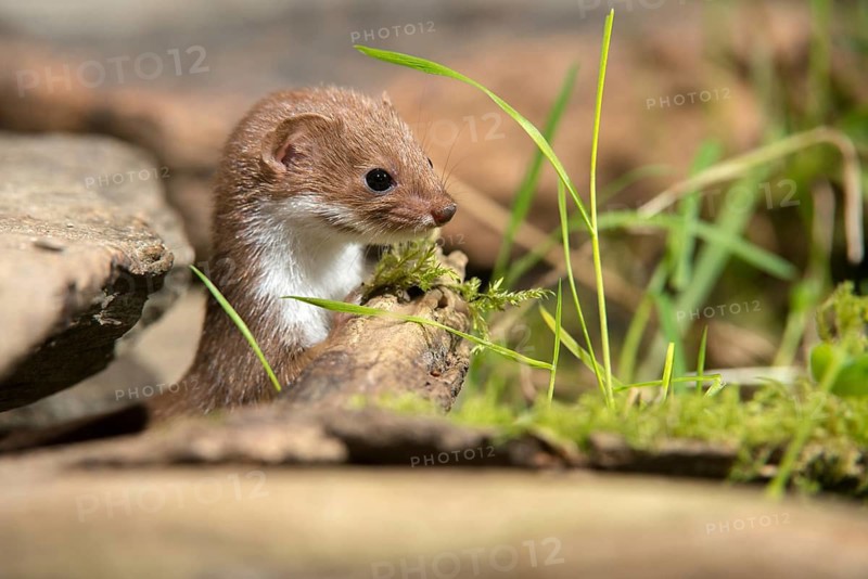 Carnivora, least weasel, mouse weasel, mustela nivalis, predators, mammals, raptors, mammals