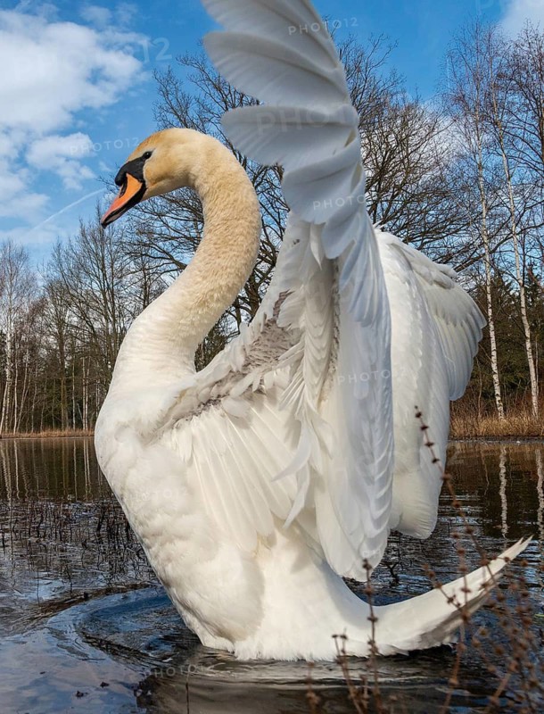 Cygnus olor, mute swan, anatidae, birds, duckbirds, spring, high size, portrait format, cusp swan, swans, swans, birds, waterbirds, waterbirds
