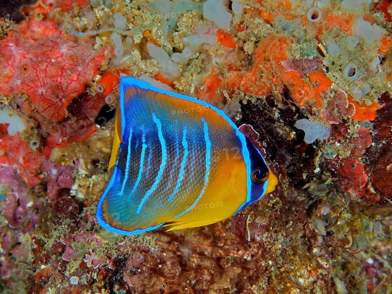 A striking blue-and-yellow angelfish, a juvenile Diadem angelfish (Holacanthus ciliaris), in a vibrant reef environment, at the Coral Garden dive site, Puerto Viejo de Talamanca, Limón, Costa Rica, Caribbean, Atlantic Ocean