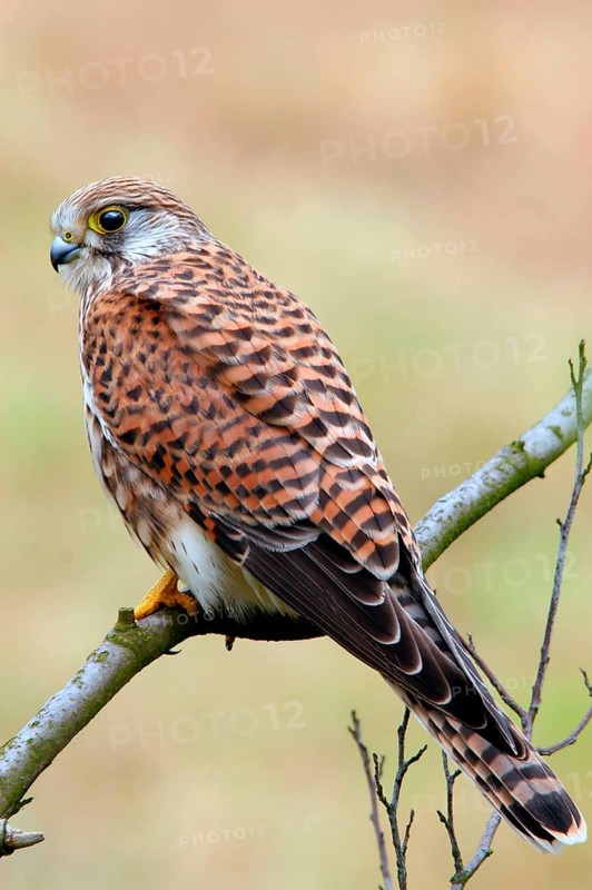 Animals, Birds of Prey, Hawks, Kestrels, Kestrels Sitting Room), Falco Tinnunculus), Germany