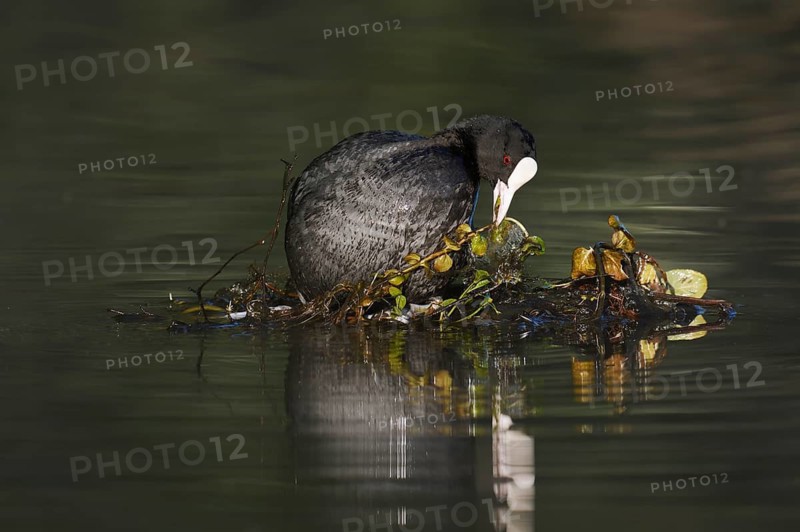 A coot (Fulica atra) building a nest, North Rhine-Westphalia, Germany