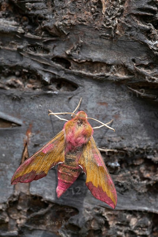 Deilephila porcellus, small wine enthusiast, small elephant hawk moth, sphingidae, flew off, butterfly, high size, portrait format, insects, moths, moths, moths, moths, butterfly, swarmer