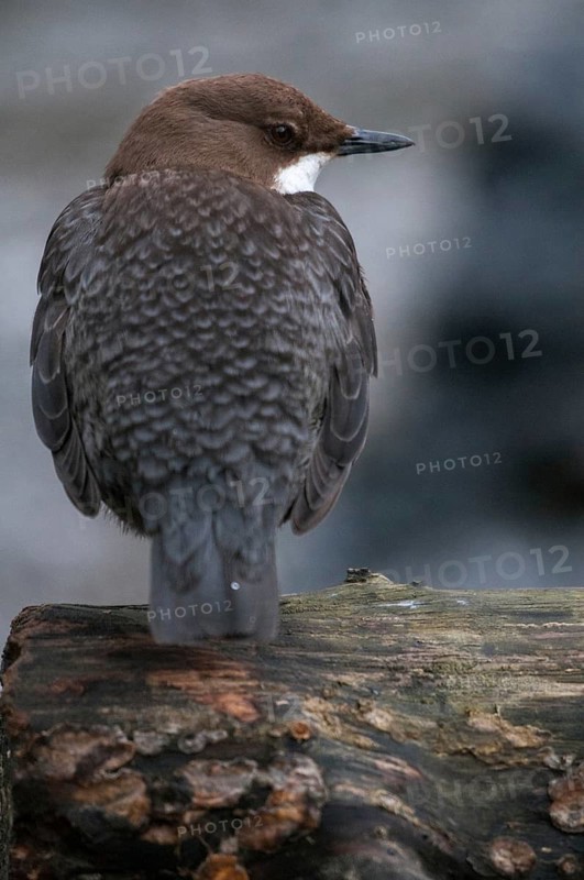 Cinclus cinclus, dippers, birds, high size, portrait, passeri, songbirds, songbirds, birds