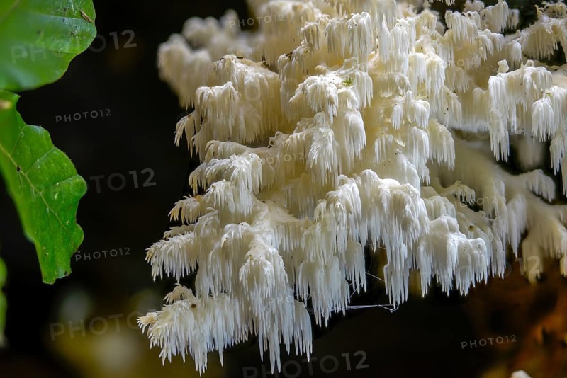 Alpine spiked beard, beard coral, beech spiked beard, coral tooth fungus, ice coral, hericium clathroides, hericium coralloides, hericium ramosum, coral spiked beard, fungi, fungus, spiked beard