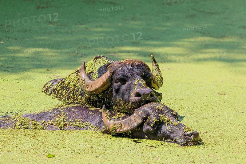 Two water buffalo (Bubalus bubalis) are swimming in a pond covered with duckweed (Lemnoideae). Their heads and bodies are covered with duckweed. Czech Republic