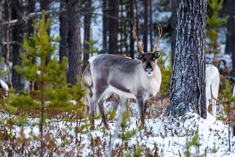 Animals, Mammals, Europe, Finland, Lapland, Reindeer in winter, Reindeer (Rangifer tarandus), Finnish Lapland