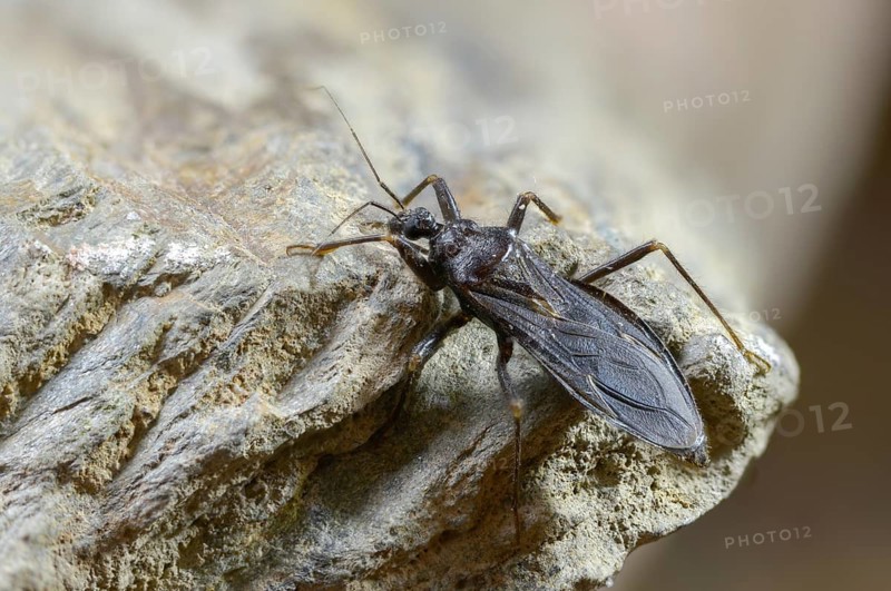 Large predatory bug, heteroptera, Reduviidae, Reduvius personatus, dust bug, insects, masked hunters, predatory bugs, bedbugs