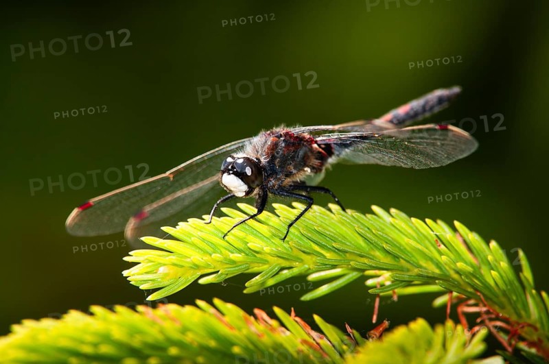 Leucorrhinia rubicunda, northern white-faced darter, ruby whiteface, anisoptera, damselflies, dragonflies, insects, dragonflies, insects, dragonflies, males, odonata