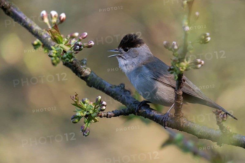 Blackcap, blackcap, blackcap, Sylvia atricapilla, birds, call, song, male, passeri, call, singing, songbirds, birds
