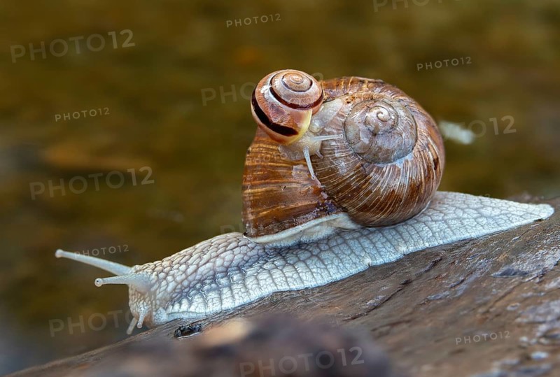 Burgundy snail, banded snails, cepaea, cepaea nemoralis, grove snail, hornworm snail, helicidae, helix pomatia, roman snail, snails, black-mouthed snail, vineyard snail, gastropod, mollusca, snails, snails, molluscs