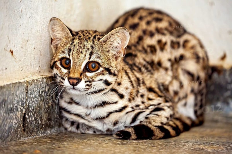 A tabby cat is leaning against the wall, looking on with interest, a tabby cat in an enclosure in Petrolina, Brazil (Leopardus tigrinus)