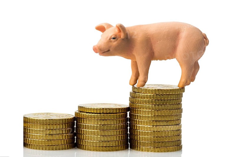A pig stands on a pile of euro coins. Rising costs for animal feed in agriculture, rising meat prices, inflation, inflation rate, studio intake, Federal Republic of Germany