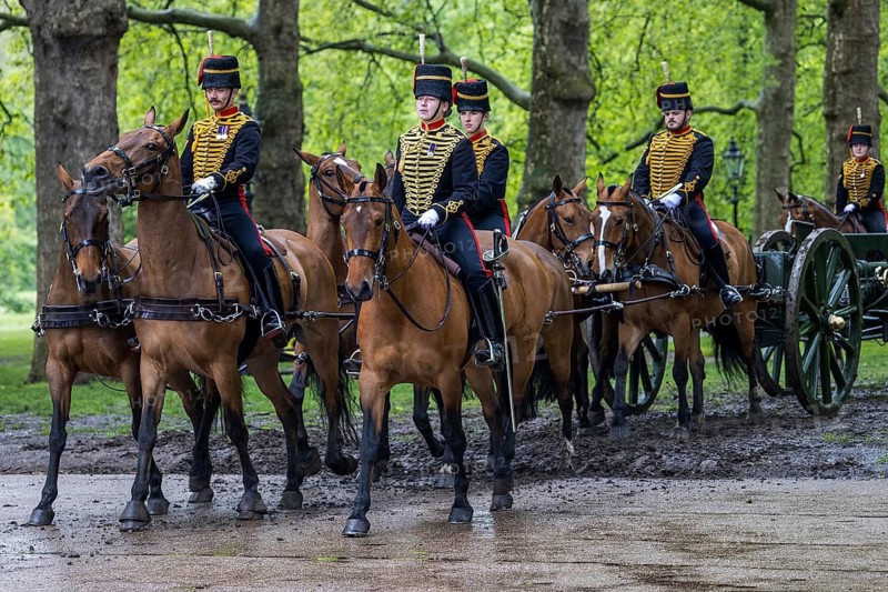 Mounted riders of the King's Troop Royal Horse Artillery lead a team of bay horses along a muddy track in Green Park