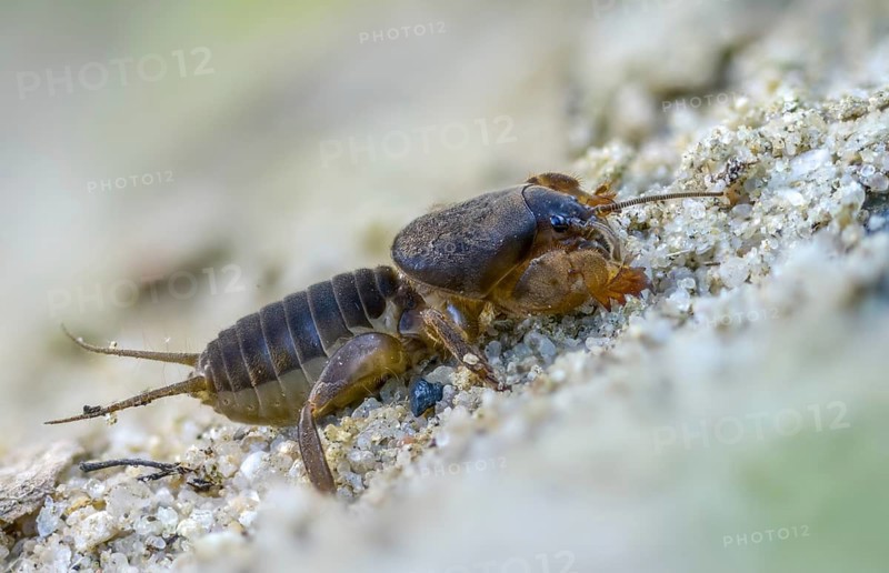 European mole cricket, grasshoppers, gryllotalpa gryllotalpa, half-devil, youth form, mole crickets, werre, dwarf, ensifera, grasshoppers, insects, insects, long-feeler scare, nymph
