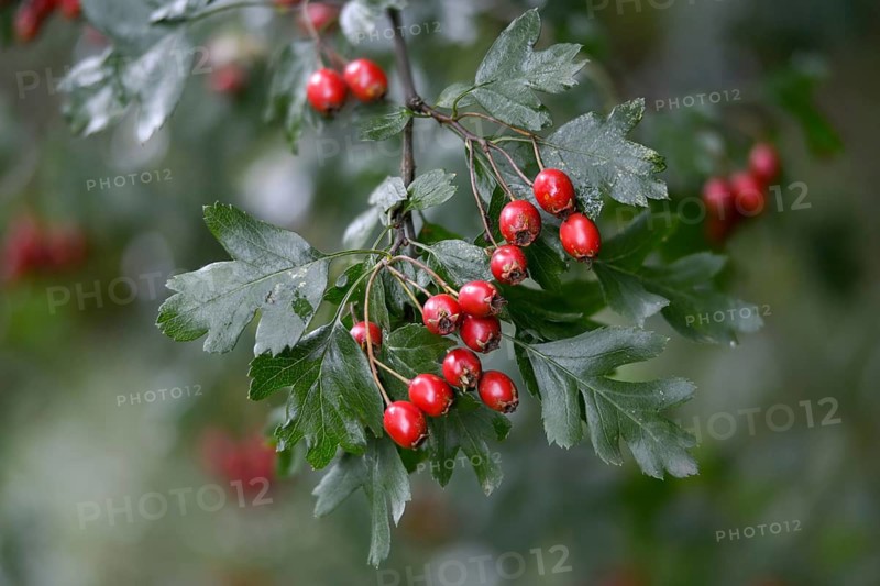 Crataegus monogyna, hawthorn, hawthorn, rosaceae, rose family, hawthorn, common hawthorn, flora, oneseed hawthorn, plants, single-seeded hawthorn