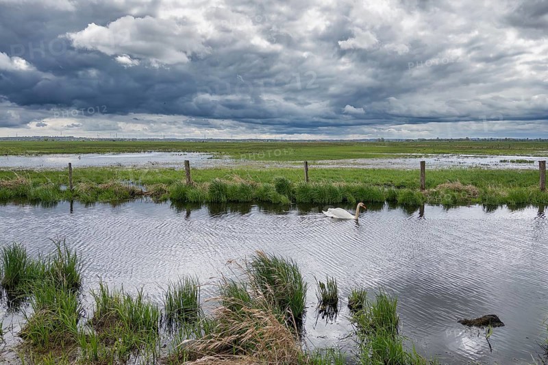 White swan in the Hunte during stormy clouds in the wetland at Dümmer See, Hüde
