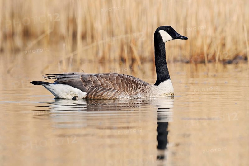 Canada goose (Branta canadensis), swimming, North Rhine-Westphalia, Germany