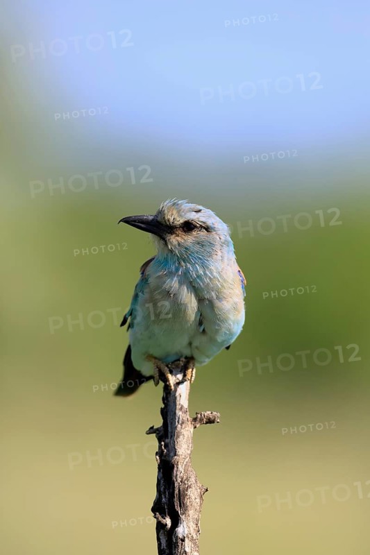 European roller (Coracias garrulus), adult, perched on a tree, on a perch, alert, Kruger National Park, South Africa