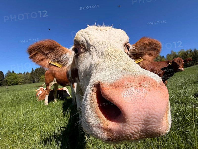 Funny curious cow looking at camera, young animal, cows in a pasture, Bavaria, Germany