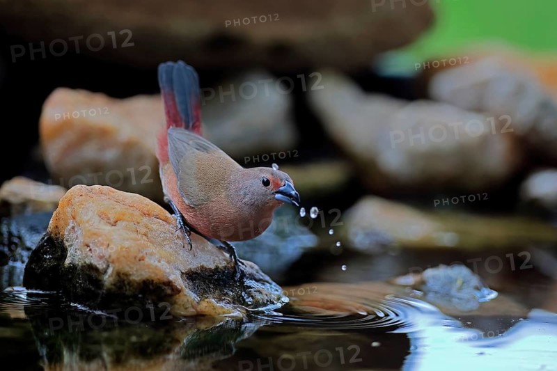 Dark Amaranth (Lagonosticta rubricata), African firefinch, Dark Red Astrid, adult, female, drinking, by the water, Kruger National Park, South Africa