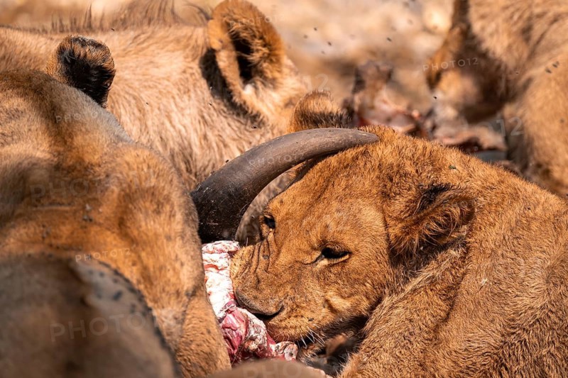 Lion pack with kill, lion (Panthera Leo) eats buffalo, savanna, Moremi Game Reserve, Botswana