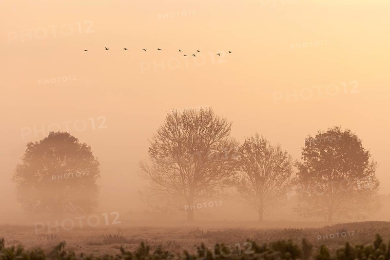 Cranes on the autumn migration, Goldenstedt, Lower Saxony, Germany