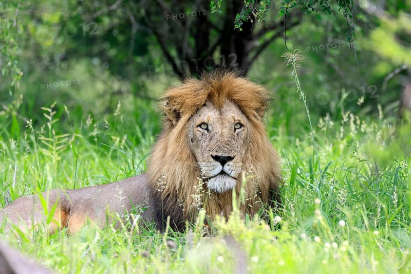Lion (Panthera leo), adult, male, lying down, alert, portrait, grass, Kruger National Park, South Africa