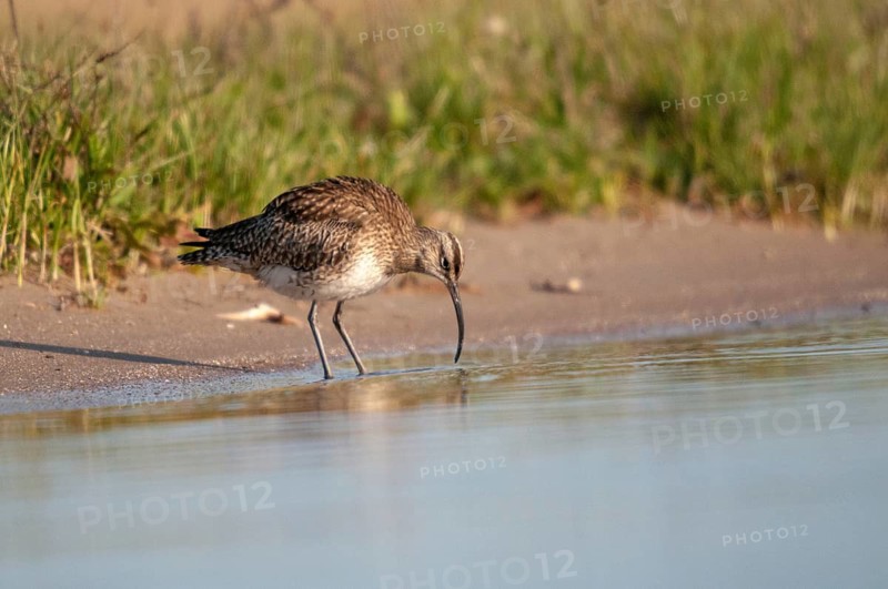 Numenius phaeopus, curlew, whimbrel, birds, charadriiformes, limicoles, snipe birds, scolopacidae, birds, waders, waders