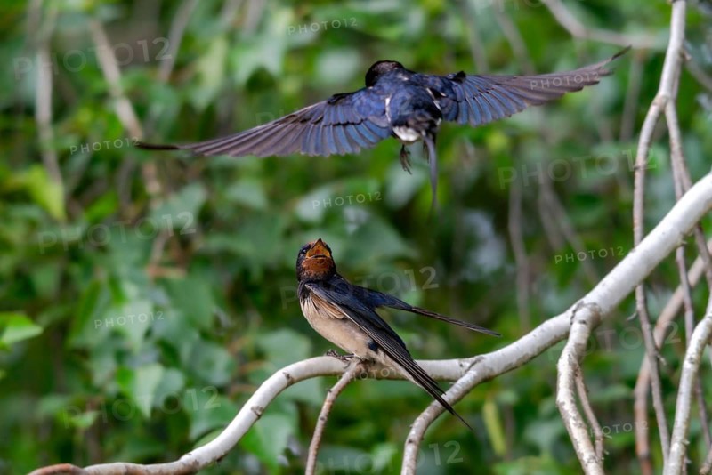 Hirundo rustica, barn swallow, birds, passeri, swallows, songbirds, birds