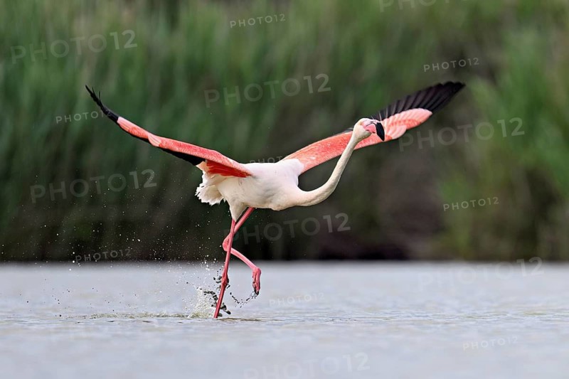Pink flamingo (Phoenicopterus roseus), taking departure, Camargue Regional Nature Park, southern France, France