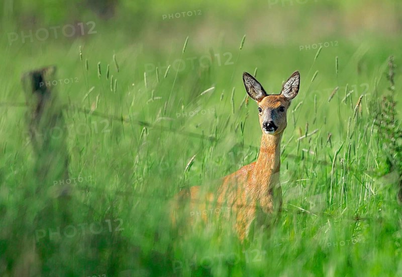 Animals, Mammals, Fawn, Roe Deer, Capreolus capreolus